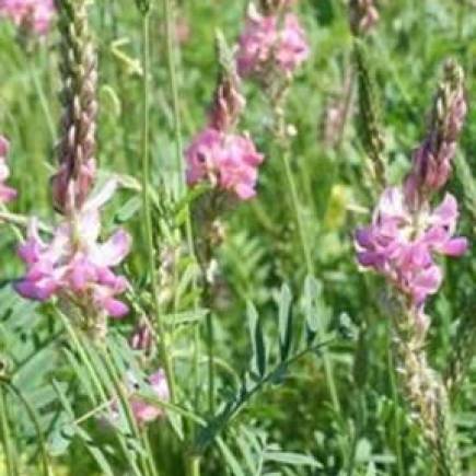 Карабалыкский рубиновый