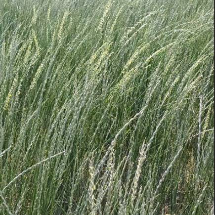 Карабалыкский сизый