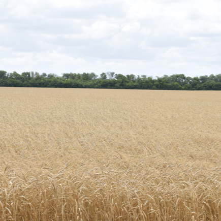 Карабалыкская озимая