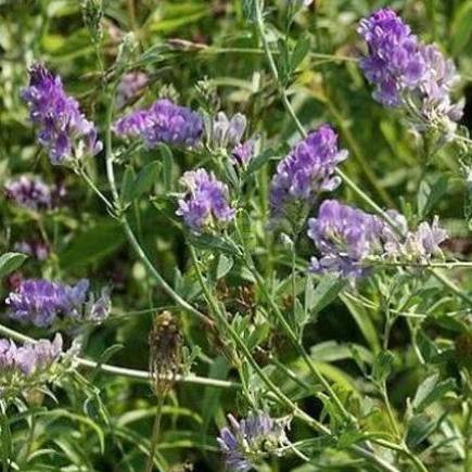 Карабалыкская радуга