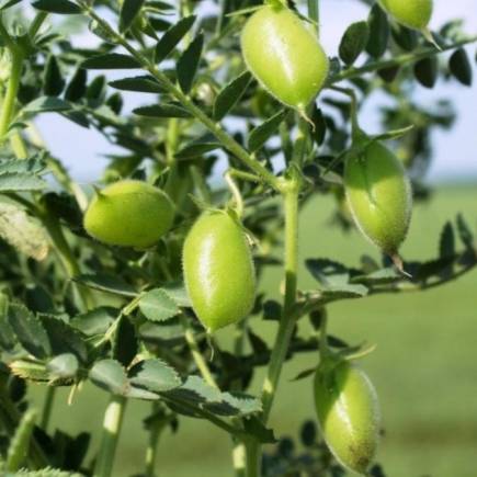 Карабалыкский 1