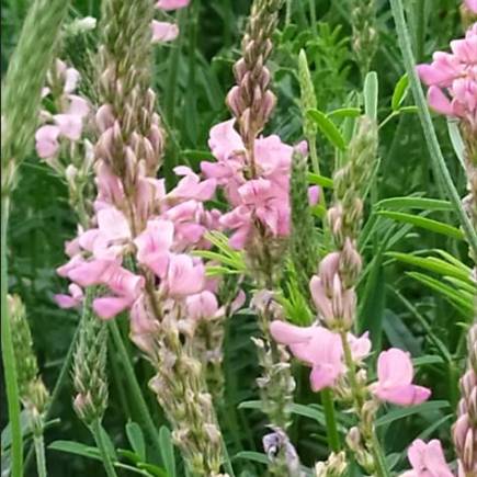 Карабалыкский гранатовый