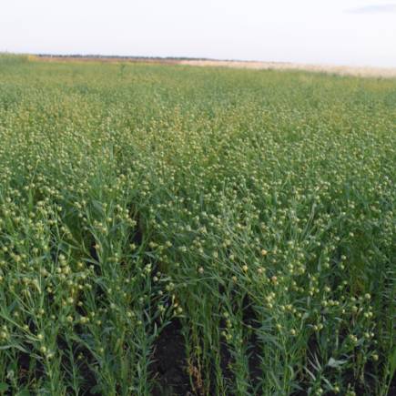 Кустанайский янтарь