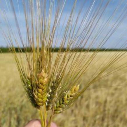 Костанайская 15