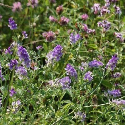 Карабалыкская жемчужина