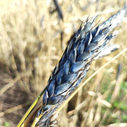 Карабалыкская черноколосая 20