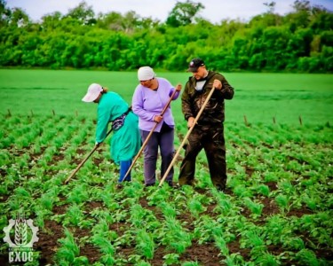 ЛАБОРАТОРИЯ СЕЛЕКЦИИ ЯРОВОГО ЯЧМЕНЯ