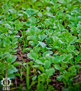 ЛАБОРАТОРИЯ СЕЛЕКЦИИ ЭКСПОРТНО-ОРИЕНТИРОВАННЫХ  КУЛЬТУР