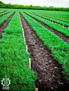 ЛАБОРАТОРИЯ СЕЛЕКЦИИ ЯРОВОГО ЯЧМЕНЯ