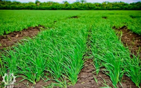 ЛАБОРАТОРИЯ СЕЛЕКЦИИ ЯРОВОГО ЯЧМЕНЯ