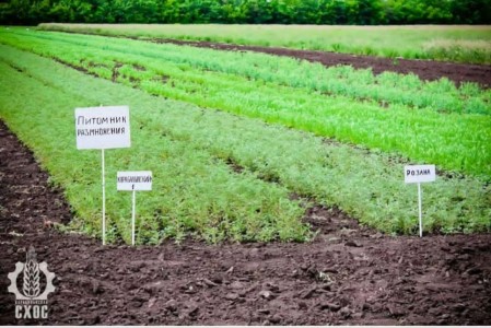 ЛАБОРАТОРИЯ СЕЛЕКЦИИ ЗЕРНОБОБОВЫХ КУЛЬТУР