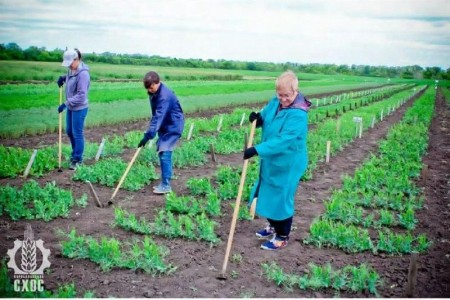 ЛАБОРАТОРИЯ СЕЛЕКЦИИ ЗЕРНОБОБОВЫХ КУЛЬТУР