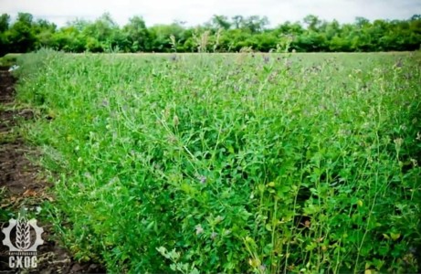 ЛАБОРАТОРИЯ СЕЛЕКЦИИ КОРМОВЫХ КУЛЬТУР