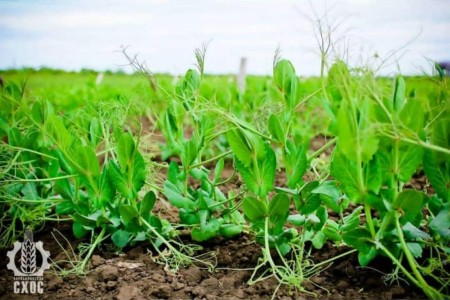 ЛАБОРАТОРИЯ СЕЛЕКЦИИ ЗЕРНОБОБОВЫХ КУЛЬТУР